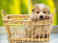 Кученце в кошница