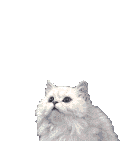 Kote