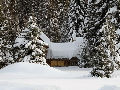 Къща сред елхите